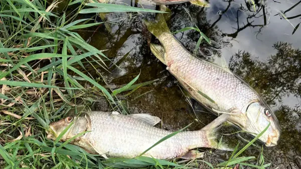 Article 'Environmental Catastrophe Devastates Premier Western New York Trout Stream'