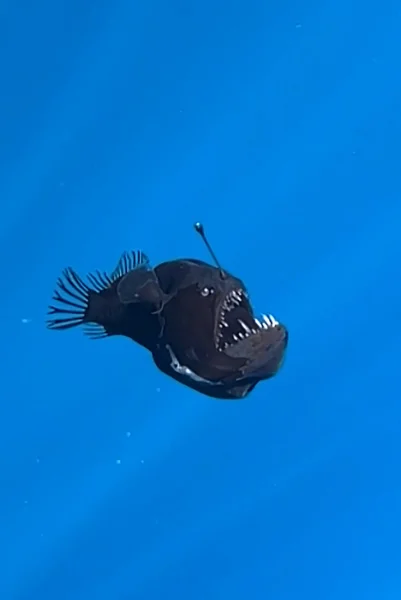 Article 'From the Depths: Global Fishing Phenomena of 2025'