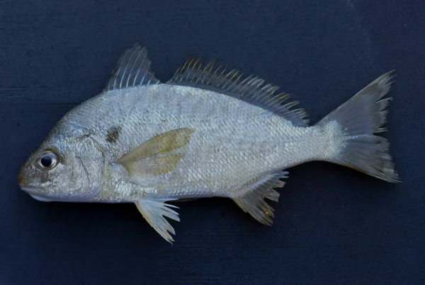 Article 'How Spot Fish Are Rewriting New York's Marine Story'