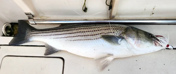 61625bass.webp