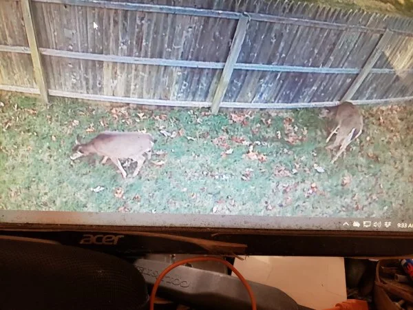 1125deer.webp