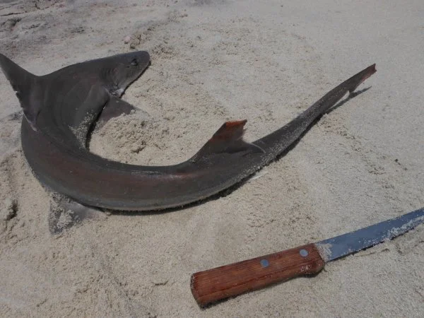 sabd shark 051.webp
