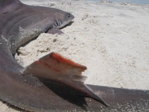 sabd shark 052.webp