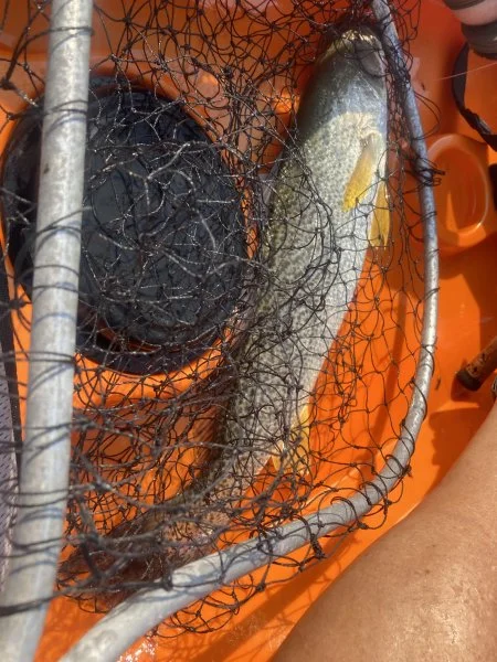 14Sep2021  21in on snapper.jpg