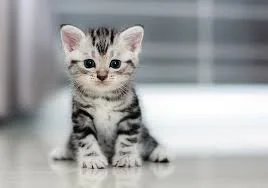 1547336824172.webp