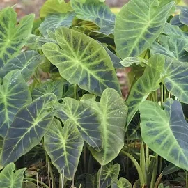 5931