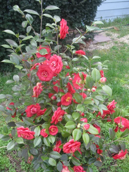 1585610636750.webp