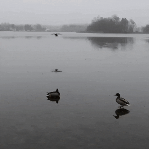1606358841666.gif