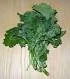 rapini from en.wikipedia.org