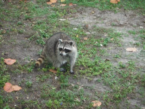 racoons 008.webp
