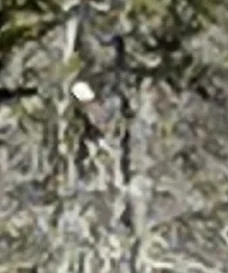 1683490621703.webp