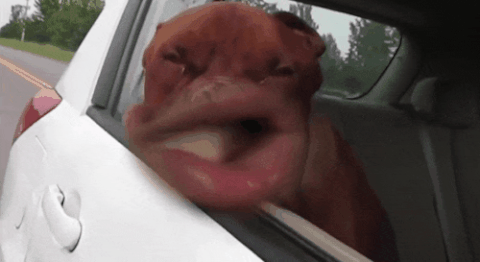 1694978911327.gif