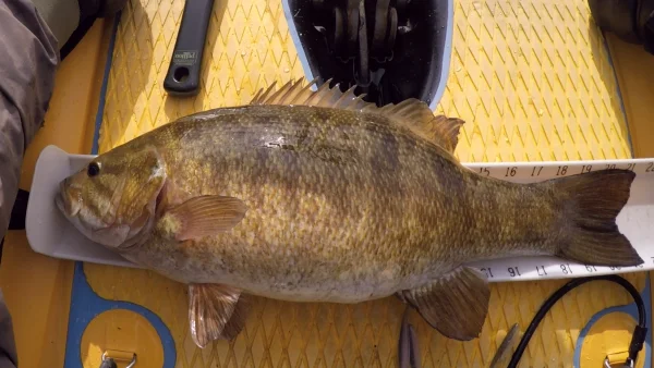 pale 21 inch.webp