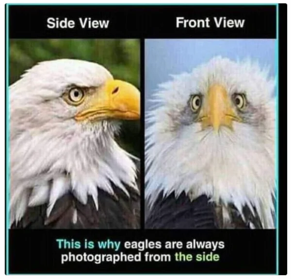 1697708385902.webp