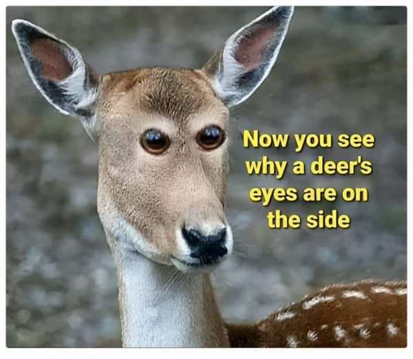 1713431646877.png
