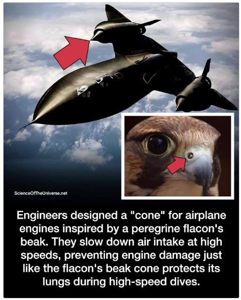 1740223133833.png