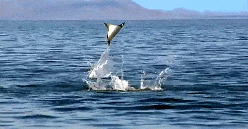 1752714931658.gif