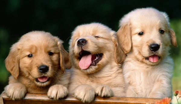 1780173523917.webp