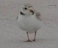 1786127523999.webp