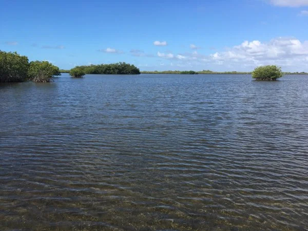 2020 mangroves.JPG