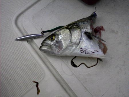 2024 Shark Bite.jpg