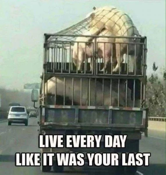 21638.jpeg.af69d8dec3f99c72394765a0e075bf4f.webp