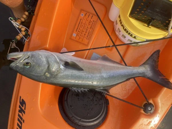 22in blue on snapper Setp2021.webp