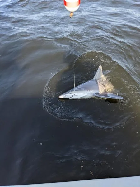 shark1.webp