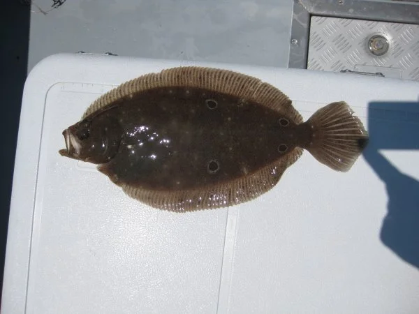 4 Spot Flounder (8).webp