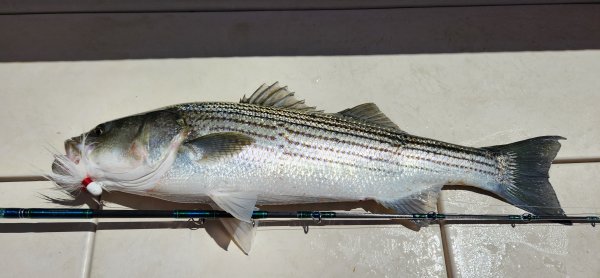 511242ndkeeperbass.jpg