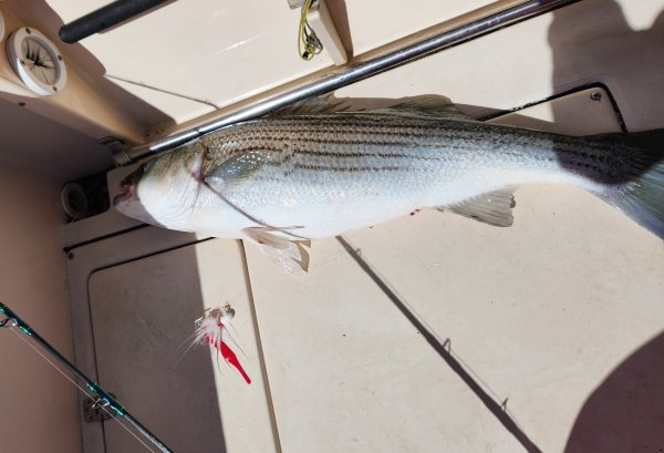 51124bigbass.jpg