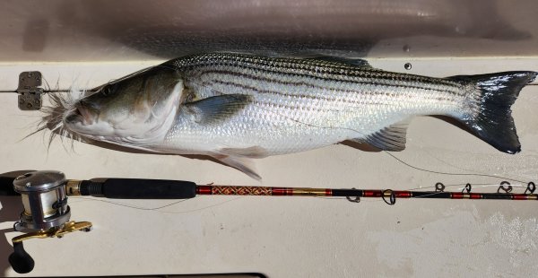 51124firstkeeperbass.jpg