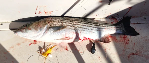 51225bass.webp