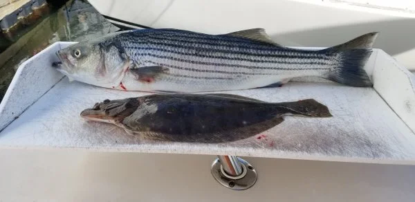 51522bassfluke.webp