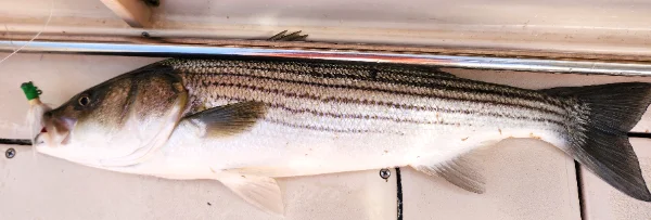 51625bass.webp