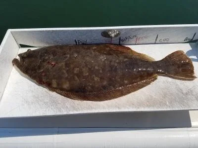51921fluke7.1.webp