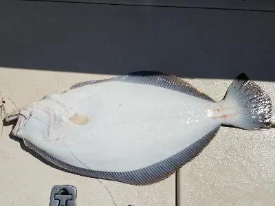 51921fluke7.1w.webp