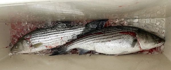 52026bassbox.webp
