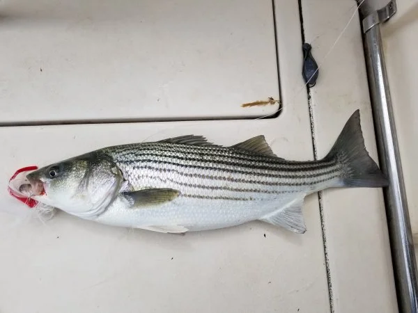 52821bass1.webp