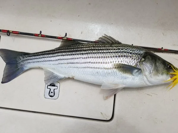 52821bass2.webp