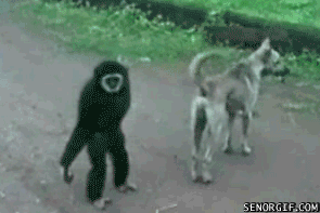 562D131A-DB97-42C5-A66A-77388A58F0E6.gif