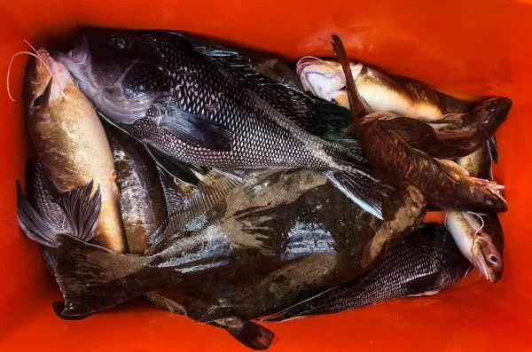 6.26.2020 Mixed Bag.webp