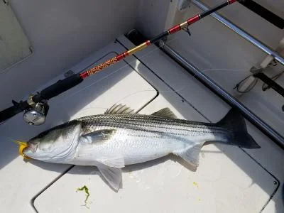 61521bass.webp