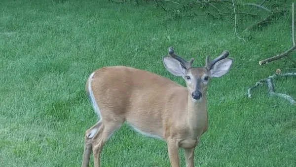 619buck.webp