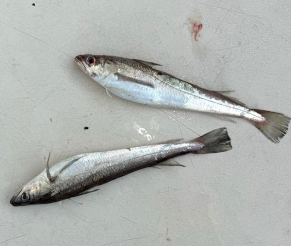 62224whiting.jpg