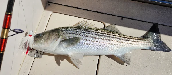 6326mbbass.webp