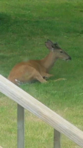 63deer.webp