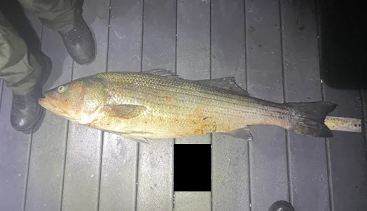 Oversized bass found in hidden compartment of vessel fishing in Huntington Harbor.webp