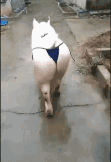 748058F6-5A45-4AA9-A20D-C112DAEE3516.gif