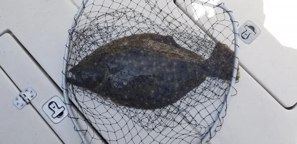 7822fluke5net.jpg